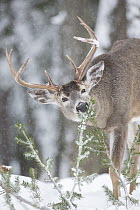 White-tailed Deer (Odocoileus virginianus) buck feeding on pine needles in winter, western Montana