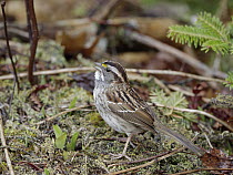 White-throated Sparrow (Zonotrichia albicollis) male calling in spring, Nova Scotia, Canada