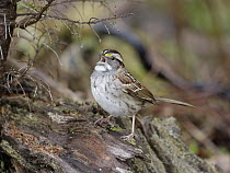White-throated Sparrow (Zonotrichia albicollis) male calling in spring, Nova Scotia, Canada