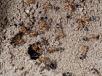 California Harvester Ant (Pogonomyrmex californicus) group near Sedona, Arizona