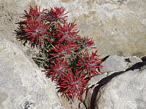 Desert Indian Paintbrush (Castilleja chromosa) flowering, North America