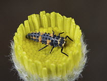 Ladybug (Coccinellidae) larva on desert wildflower, Beaver Dam Wash National Conservation Area, Utah