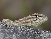 Spiny Lizard (Sceloporus sp), Beaver Dam Wash National Conservation Area, Utah