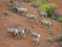 Desert Bighorn Sheep (Ovis canadensis nelsoni) mothers and lambs, Valley of Fire State Park, Nevada