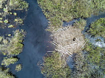 American Beaver (Castor canadensis) lodge in flooded meadow, Nova Scotia, Canada