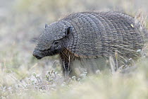 Hairy Armadillo (Chaetophractus villosus), Torres del Paine National Park, Patagonia, Chile