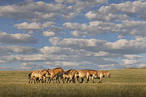 Przewalski's Horse (Equus ferus przewalskii) herd in steppe, Hustai National Park, Mongolia