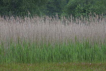 Common Reed (Phragmites australis) grasses in spring, Germany