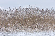 Common Reed (Phragmites australis) grasses in winter, Germany