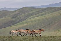 Przewalski's Horse (Equus ferus przewalskii) mares running with foals in steppe, Hustai National Park, Mongolia