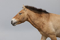 Przewalski's Horse (Equus ferus przewalskii) stallion, Hustai National Park, Mongolia
