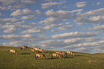 Przewalski's Horse (Equus ferus przewalskii) herd grazing in steppe, Hustai National Park, Mongolia