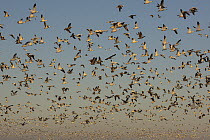 Snow Goose (Chen caerulescens) flock flying, North America