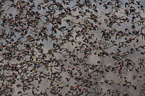 Red-winged Blackbird (Agelaius phoeniceus) flock flying in winter, Missouri
