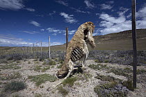 Guanaco (Lama guanicoe), dead after being caught in wire fence, Patagonia, Chile