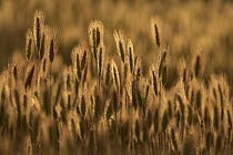 Squirreltail Barley (Hordeum jubatum) grasses, Patagonia, Argentina