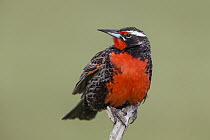 Long-tailed Meadowlark (Sturnella loyca) male, Torres del Paine National Park, Patagonia, Chile