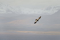 Andean Condor (Vultur gryphus) male flying, Patagonia, Chile