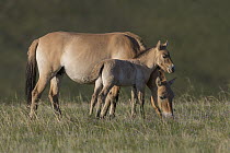 Przewalski's Horse (Equus ferus przewalskii) mare grazing with foal, Hustai National Park, Mongolia