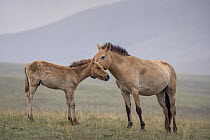 Przewalski's Horse (Equus ferus przewalskii) mare with foal, Hustai National Park, Mongolia