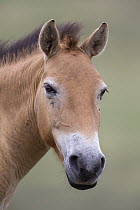 Przewalski's Horse (Equus ferus przewalskii), Hustai National Park, Mongolia