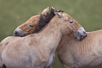 Przewalski's Horse (Equus ferus przewalskii) mares grooming each other, Hustai National Park, Mongolia