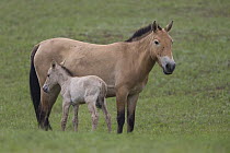 Przewalski's Horse (Equus ferus przewalskii) mare with foal, Hustai National Park, Mongolia