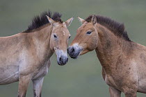 Przewalski's Horse (Equus ferus przewalskii) stallion sniffing mare, Hustai National Park, Mongolia