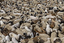 Domestic Goat (Capra hircus) flock in corral, Mongolia