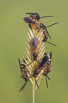 Sawflies on dry grass, eastern Mongolia