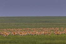 Goitered Gazelle (Gazella subgutturosa) herd in steppe, Mongolia
