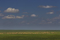 Goitered Gazelle (Gazella subgutturosa) herd in steppe, Mongolia
