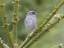 White-throated Sparrow (Zonotrichia albicollis), Cape Breton Island, Nova Scotia, Canada