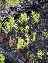 Ferns emerging from charred forest floor after recent fire, Nova Scotia, Canada