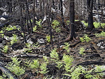 Ferns emerging from charred forest floor after recent fire, Nova Scotia, Canada