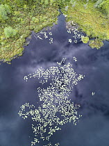 Lily pads in lake, Nova Scotia, Canada