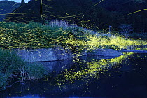 Japanese Firefly (Luciola cruciata) group flying along river at night, Shikoku, Japan