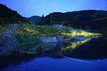 Japanese Firefly (Luciola cruciata) group flying along river at night, Shikoku, Japan