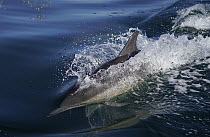 Long-beaked Common Dolphin (Delphinus capensis) porpoising, Monterey Bay, California