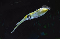 Bigfin Reef Squid (Sepioteuthis lessoniana), Izu Islands, Japan