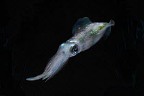Bigfin Reef Squid (Sepioteuthis lessoniana), Izu Islands, Japan