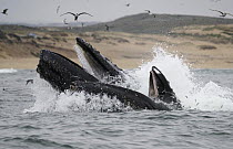 Humpback Whale (Megaptera novaeangliae) pair gulp feeding and gulls hunting Northern Anchovy (Engraulis mordax), Monterey Bay, California