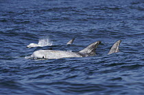 Risso's Dolphin (Grampus griseus) trio surfacing, Monterey Bay, California