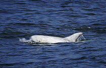 Risso's Dolphin (Grampus griseus) surfacing, Monterey Bay, California