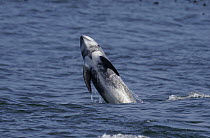 Risso's Dolphin (Grampus griseus) breaching, Monterey Bay, California