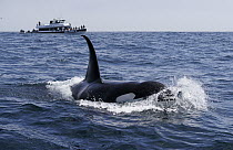 Orca (Orcinus orca) male surfacing near whale watching boat, Monterey Bay, California
