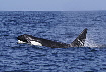 Orca (Orcinus orca) female surfacing, Monterey Bay, California