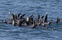 California Sea Lion (Zalophus californianus) group thermoregulating by lifting flippers out of water, Monterey Bay, California