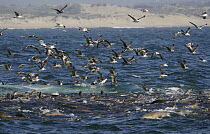 California Sea Lion (Zalophus californianus) group and gulls hunting on Northern Anchovy (Engraulis mordax), Monterey Bay, California