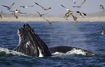 Humpback Whale (Megaptera novaeangliae) pair gulp feeding and gulls hunting Northern Anchovy (Engraulis mordax), Monterey Bay, California